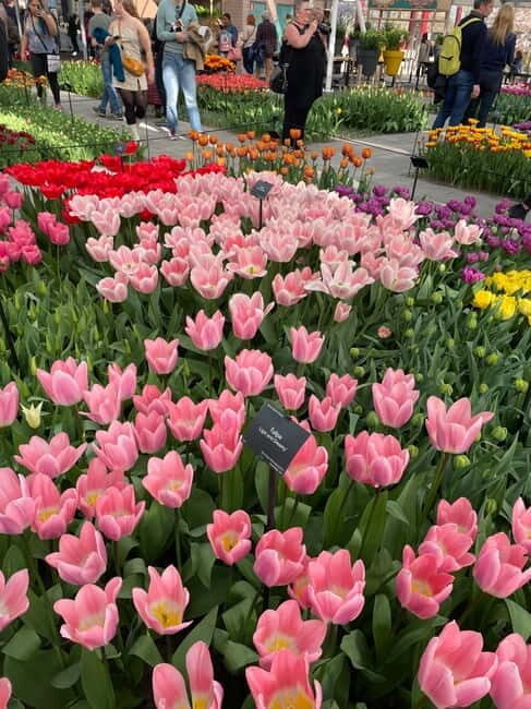 Private Tour, Tesla from Amsterdam: Keukenhof & Tulip Fields - What Travelers Say