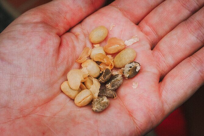 Private tour: The Urban Coffee Culture in Medellin - Coffee farm & Workshop - A Deep Dive into Medellín’s Coffee Scene: Private Tour of Coffee Farm & Workshop