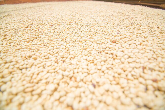 Private tour: The Urban Coffee Culture in Medellin - Coffee farm & Workshop - Why This Tour Offers Great Value