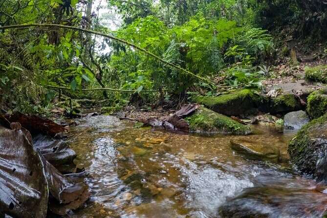 Private Tour through the Chicaque Natural Park and Forest of Fog - Key Points