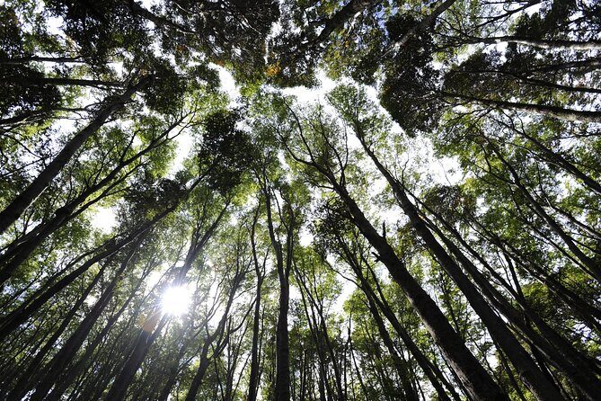 Private Tour: Tierra del Fuego National Park Trekking & Canoeing in Lapataia Bay - Final Thoughts