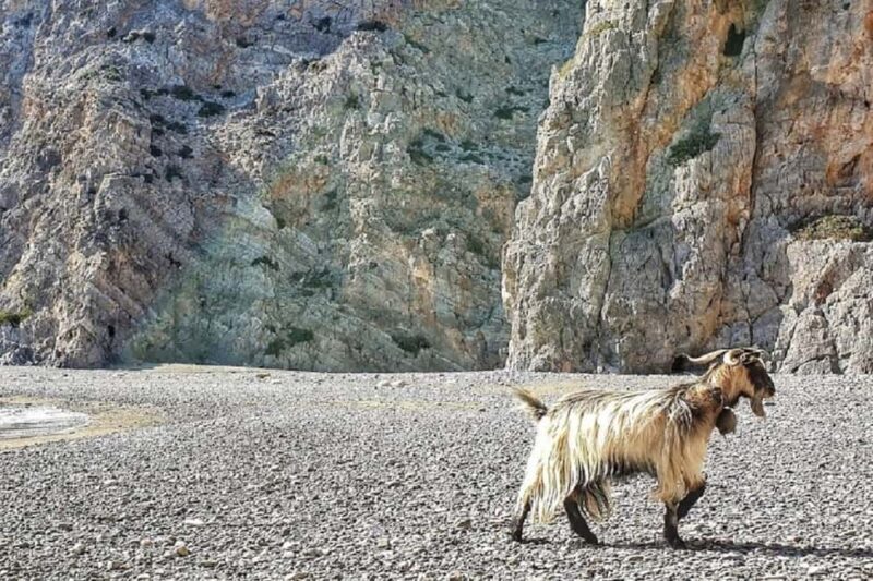 Private Tour to Agiofaraggo the Sacred Gorge & Matala - Why This Tour Works for You
