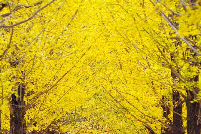 Private Tour to Alpaca world &Nami Island& Railbike with Tickets - The Practical Aspects: What You Need to Know