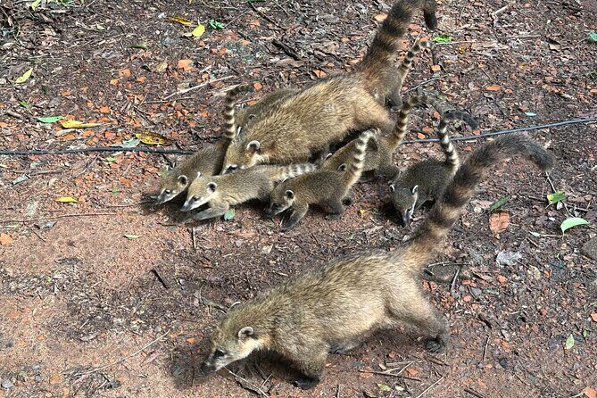 Private tour to Argentine and Brazilian Falls - Final Thoughts