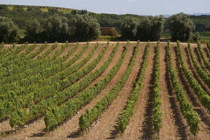 Private Tour to Aveiro, to the Sparkling Wine Cellars and Piglet Tasting - A Perfect Day Exploring Porto’s Nearby Wonders: Aveiro, Sparkling Wine Cellars, and Piglet Tasting