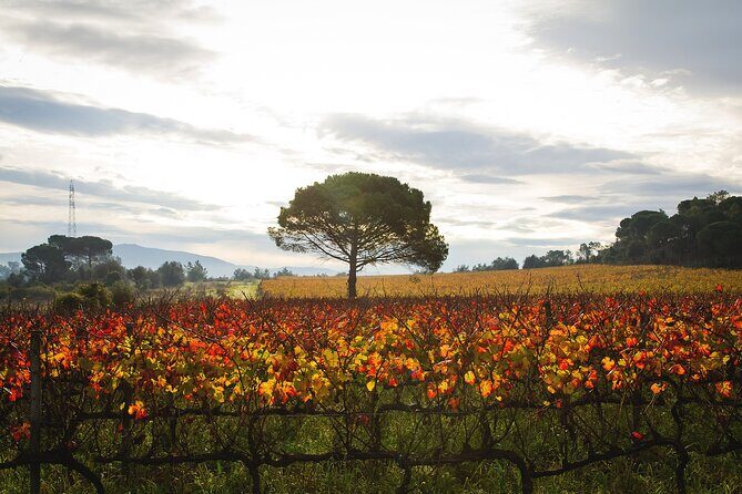 Private Tour to Aveiro, to the Sparkling Wine Cellars and Piglet Tasting - Practical Details: Transportation, Duration, and Cost