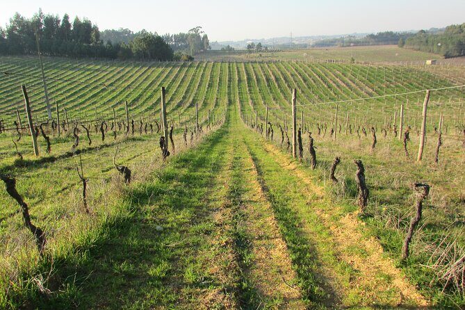 Private Tour to Aveiro, to the Sparkling Wine Cellars and Piglet Tasting - Who Should Consider This Tour?