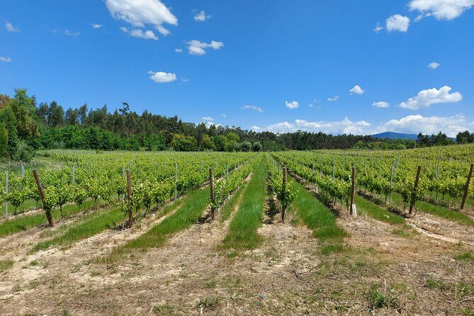 Private Tour to Aveiro, to the Sparkling Wine Cellars and Piglet Tasting - Final Thoughts: Is This Tour Worth It?
