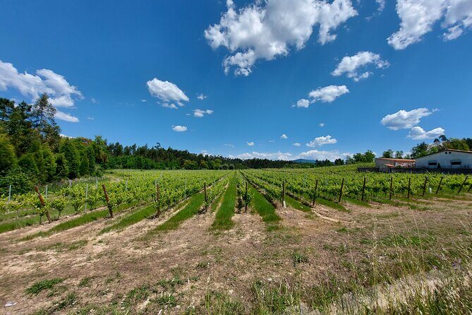 Private Tour to Aveiro, to the Sparkling Wine Cellars and Piglet Tasting - FAQ