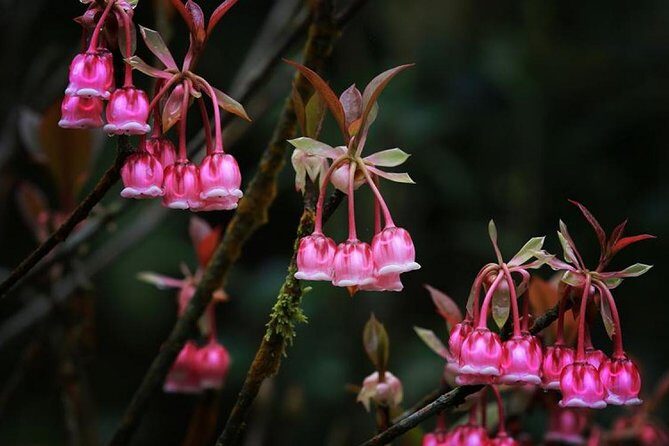 Private Tour To Ba Na Hills - Golden Bridge from Hoi An/ Da Nang - An Authentic Day at Ba Na Hills and the Golden Bridge: What You Need to Know