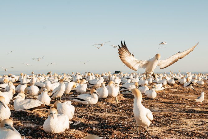 Private tour to Cape Kidnappers Gannet Colony - Scenic Overlooks and Local Highlights