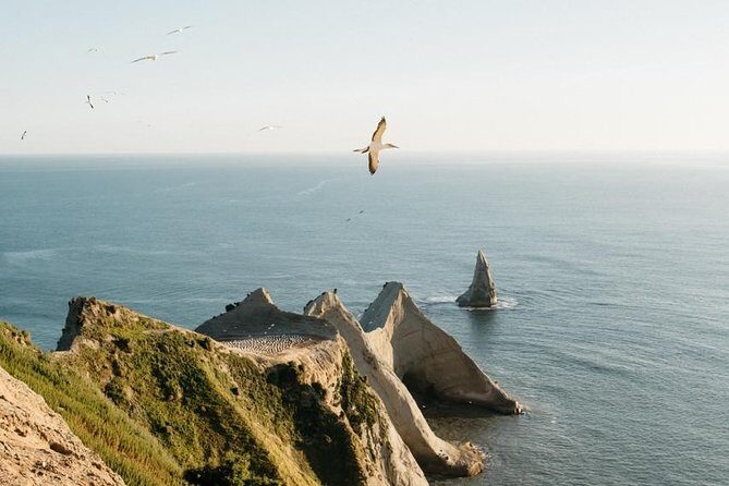 Private tour to Cape Kidnappers Gannet Colony - Who Should Consider This Tour?