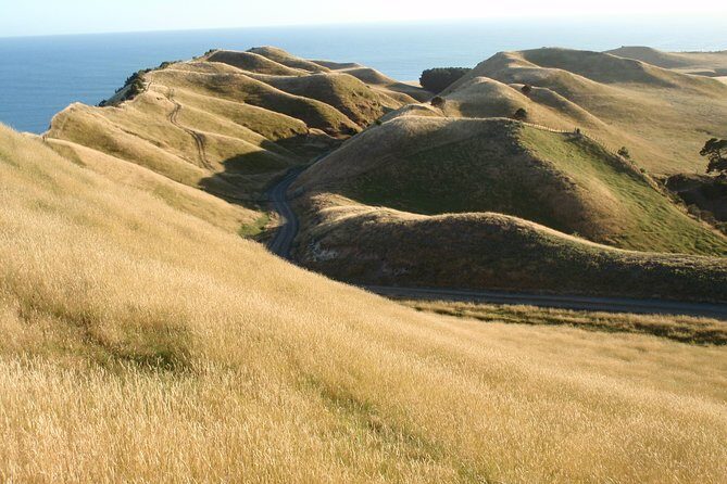 Private tour to Cape Kidnappers Gannet Colony - Pricing and Value