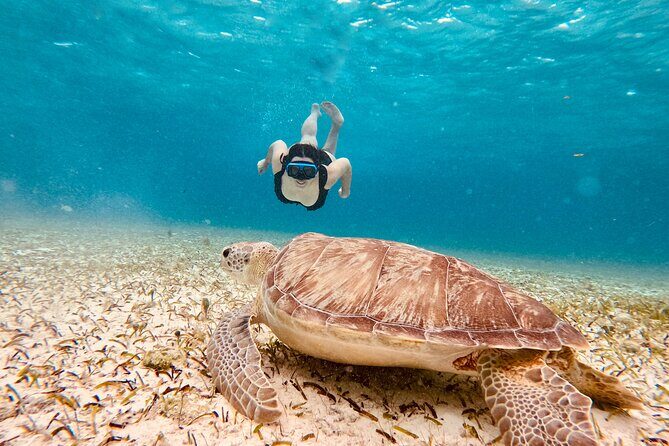 Private Tour to El Cielo and El Cielito and Palancar Cozumel - A Deep Dive Into the Experience