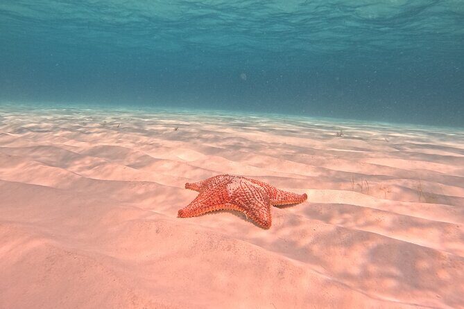 Private Tour to El Cielo and El Cielito and Palancar Cozumel - Breaking Down the Value