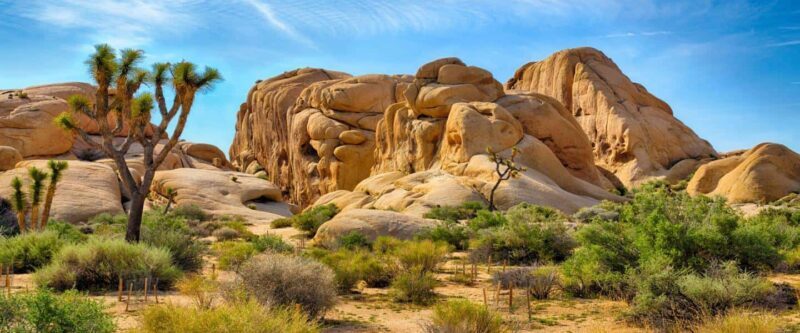 Private tour to Joshua Tree National park from Los Angeles - Exploring Joshua Tree with a Private Guide from Los Angeles
