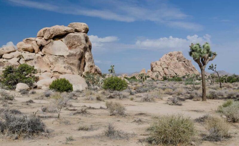 Private tour to Joshua Tree National park from Los Angeles - The Value of a Private Guided Experience