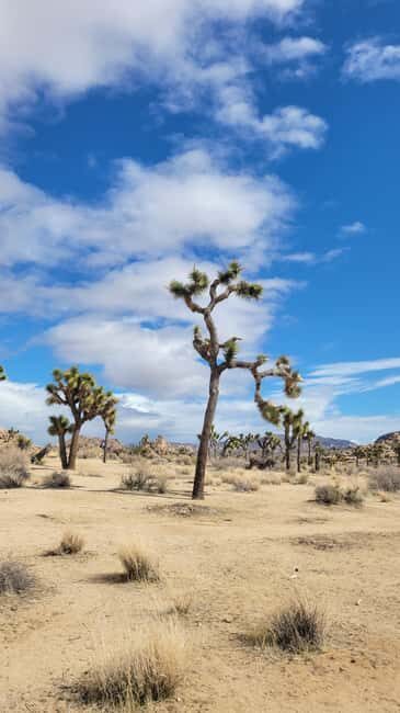 Private tour to Joshua Tree National park from Los Angeles - Who Should Consider This Tour?