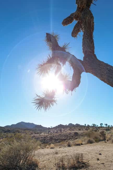 Private tour to Joshua Tree National park from Los Angeles - The Sum Up