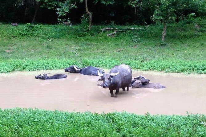 Private Tour to Kompong Phluk Off Beaten Track - Who Should Consider This Tour?