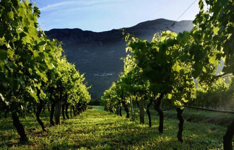 Private tour to Konavle valley with wine tasting - Key Points
