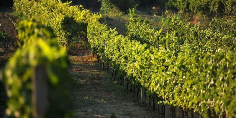 Private tour to Konavle valley with wine tasting - Who Should Consider This Tour?