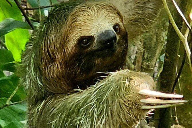 Private Tour to Llanos de Cortés Falls and Rainforest - Exploring the Tour in Detail