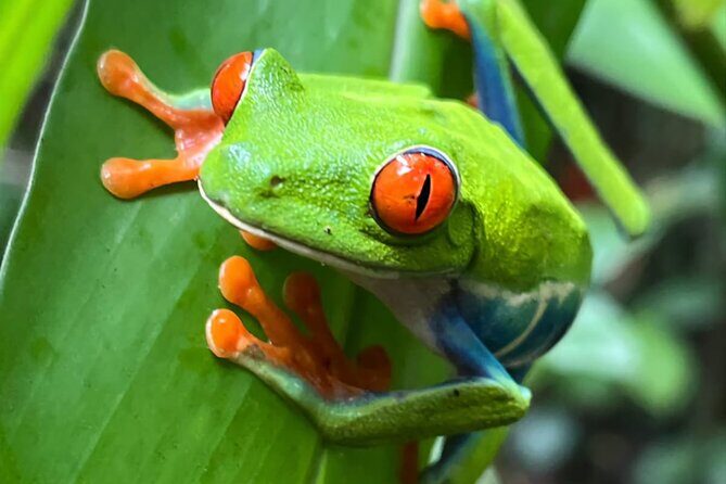 Private Tour to Llanos de Cortés Falls and Rainforest - The Experience Guides Make