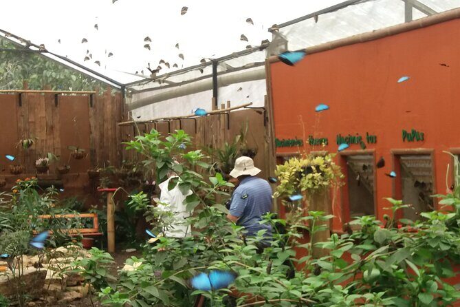 Private Tour to Mindo with Hummingbird Reserve, Tarabita and Butterfly Farm - An Authentic Day in the Mindo Valley: A Deep Dive into Ecuador’s Bird and Butterfly Paradise