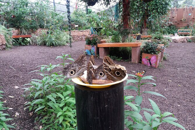 Private Tour to Mindo with Hummingbird Reserve, Tarabita and Butterfly Farm - Frequently Asked Questions