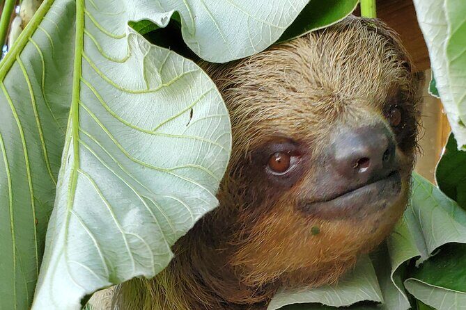 Private Tour to Monkey and Sloth Sanctuary with Optional Add-Ons and Stops - Who should consider this tour?