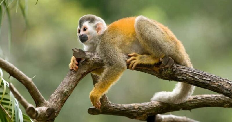 Private tour to Monkey Island - FAQ