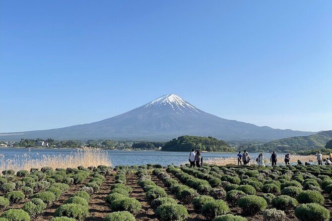 Private Tour to Mt Fuji and Hakone with English Speaking Driver - Authentic Experiences and Tips