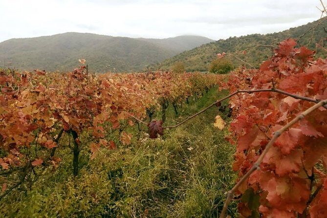 Private Tour to Mtskheta and Georgian Wine Tasting from Tbilisi - Final Words