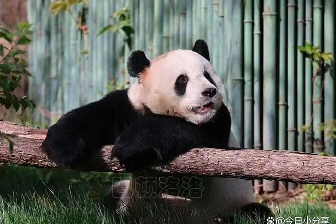 Private Tour to Mutianyu Great Wall and Panda House - The Itinerary in Detail: What To Expect