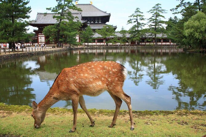 Private Tour to Nara from Osaka with English speaking Driver - A Private Day Trip to Nara from Osaka: The Best of Comfort and Flexibility