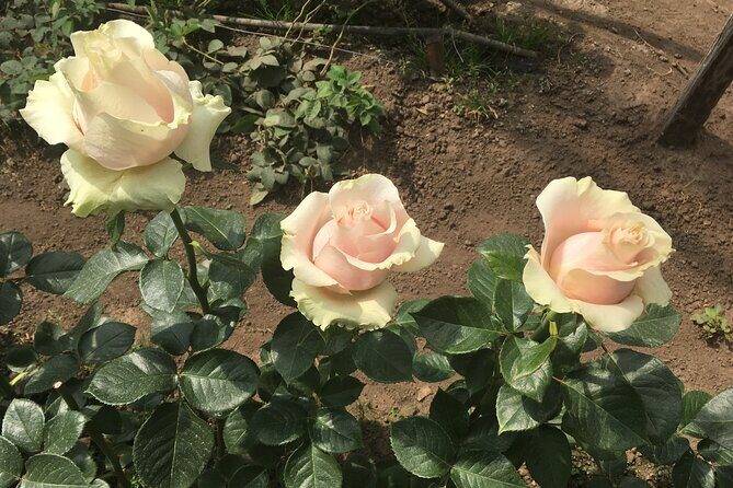 Private Tour to Papallacta Hot Springs with Optional visit to Rose Plantation - FAQ