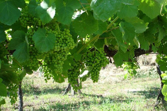 Private tour to Ponte de Lima, Vinho Verde region - A Deep Dive into the Experience