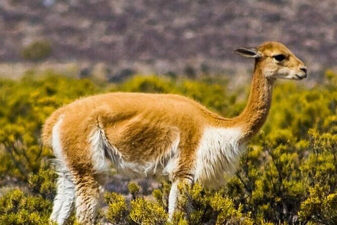 Private Tour to Rainbow Mountain with ATV - FAQ