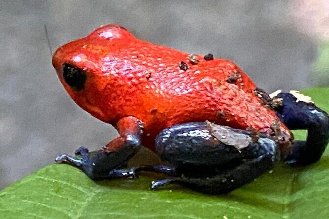 Private Tour to Rio Celeste Hike and Flavors of Costa Rica - Key Points