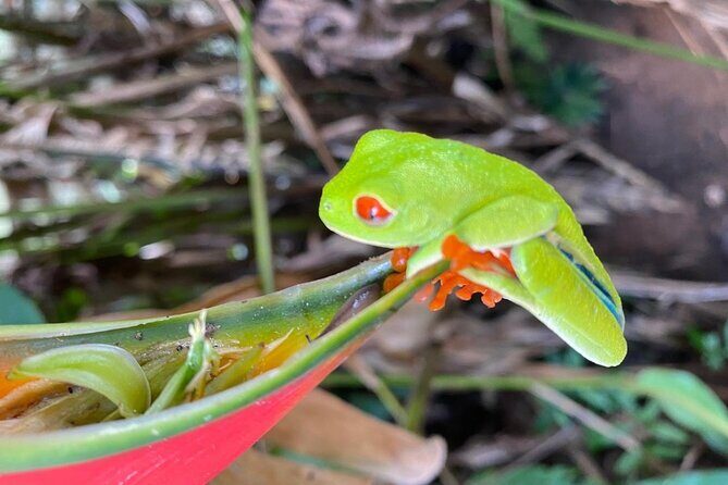 Private Tour to Rio Celeste Hike and Flavors of Costa Rica - In-Depth Analysis: What Makes This Tour Stand Out?
