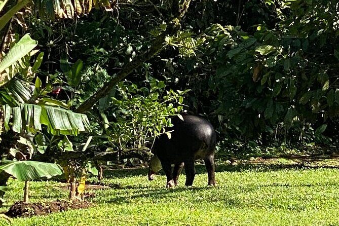 Private Tour to Rio Celeste Hike and Flavors of Costa Rica - FAQs