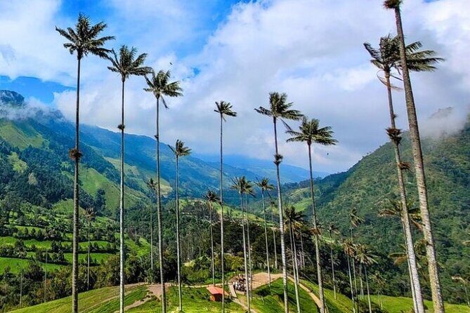 Private Tour to Salento and Cocora Valley from Pereira or Armenia - A Deep Dive into the Experience