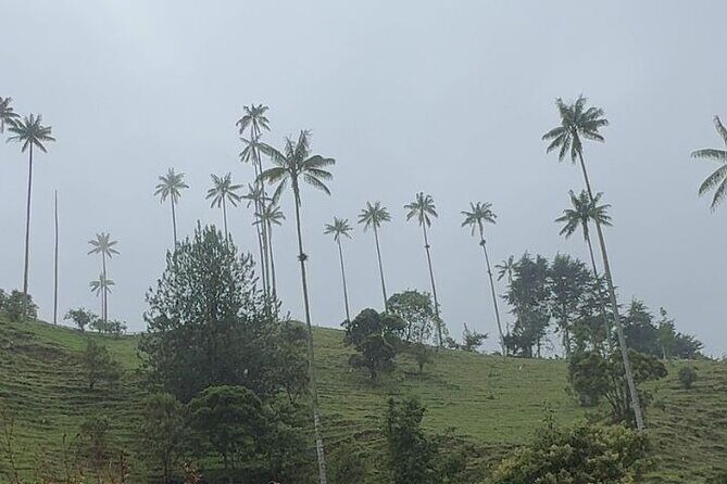 Private Tour to Salento, Cocora Valley and Philandia - Exploring Colombia’s Coffee Heartland: An In-Depth Look