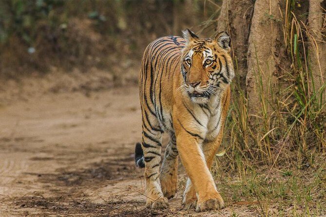 Private Tour to Sariska Tiger National Park by Car from Jaipur - Quick Overview