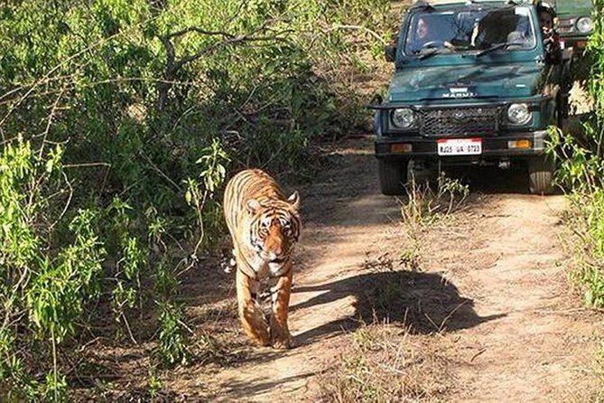 Private Tour to Sariska Tiger National Park by Car from Jaipur - Key Points