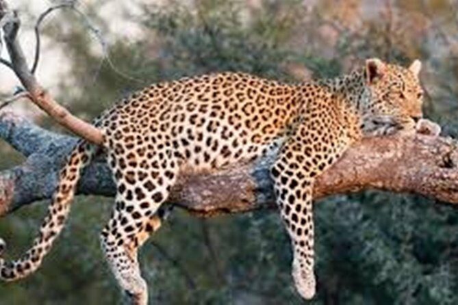 Private Tour to Sariska Tiger National Park by Car from Jaipur - FAQs