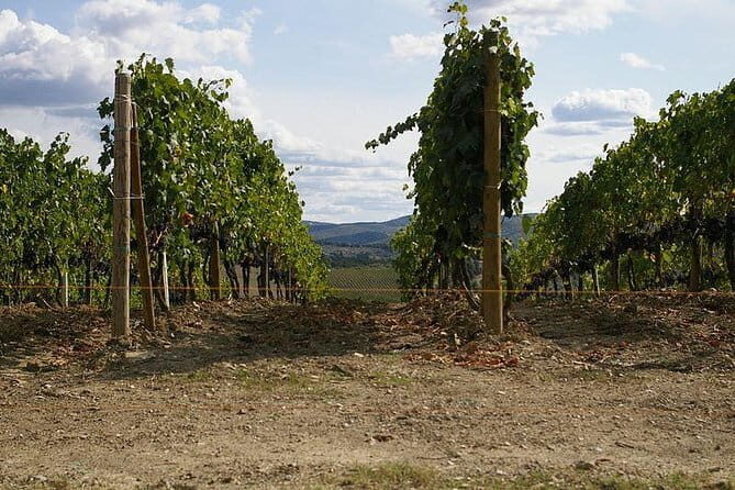 Private Tour to Siena and San Gimignano with Wine Tasting & Lunch - Starting Point: Convenient Pickup from Florence or Livorno