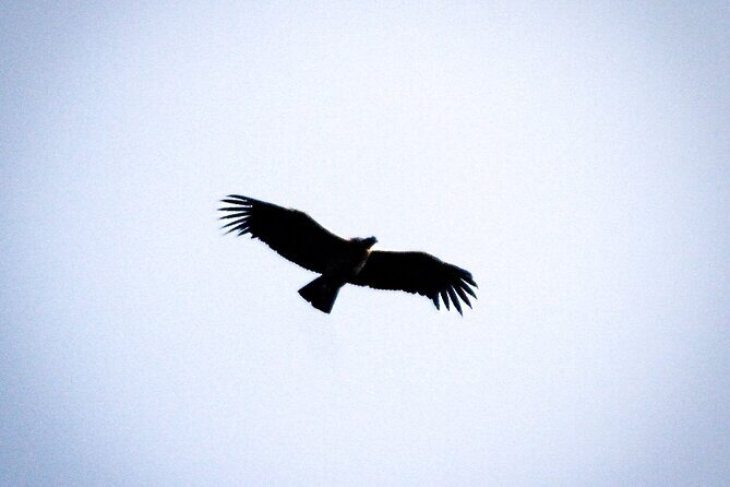 Private Tour to spotting condors at Antisana volcano all included - Key Points