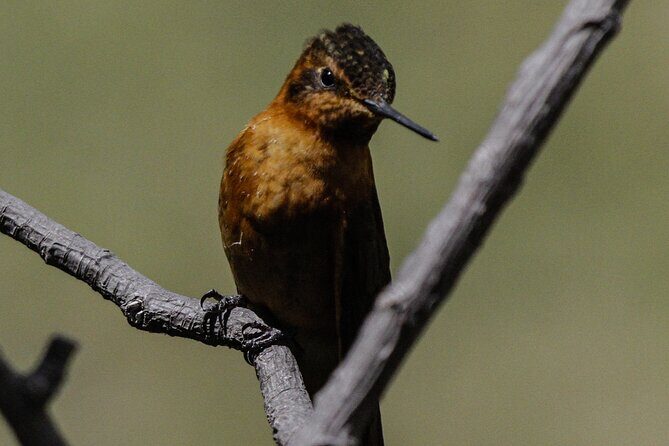 Private Tour to spotting condors at Antisana volcano all included - The Antisana Condor Tour: An In-Depth Look